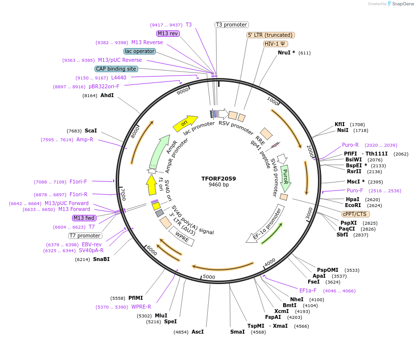 143997-plasmid-map-sequence-id-471146