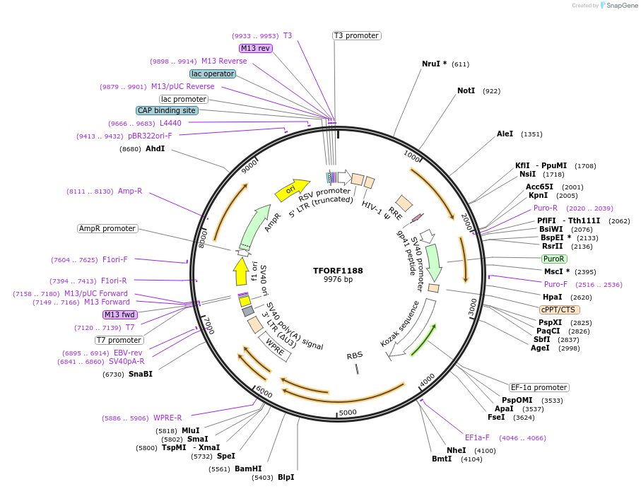 144086-plasmid-map-sequence-id-471152