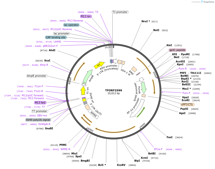 144132-plasmid-map-sequence-id-471154