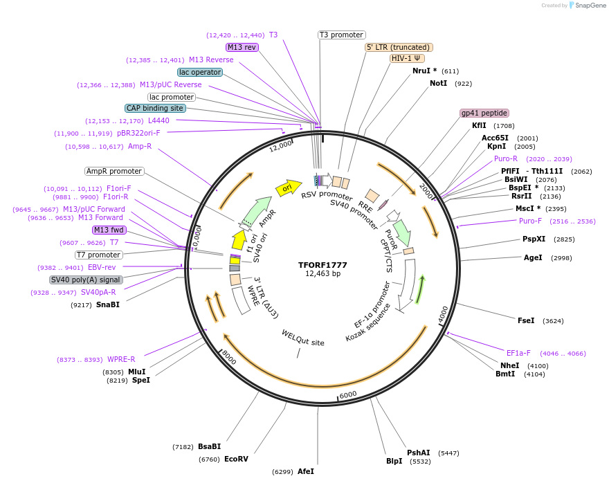 144310-plasmid-map-sequence-id-471158