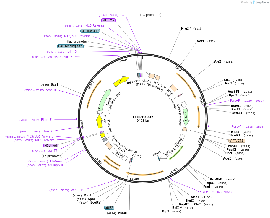 144468-plasmid-map-sequence-id-471165