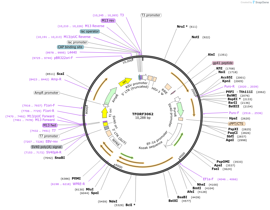 144538-plasmid-map-sequence-id-471168