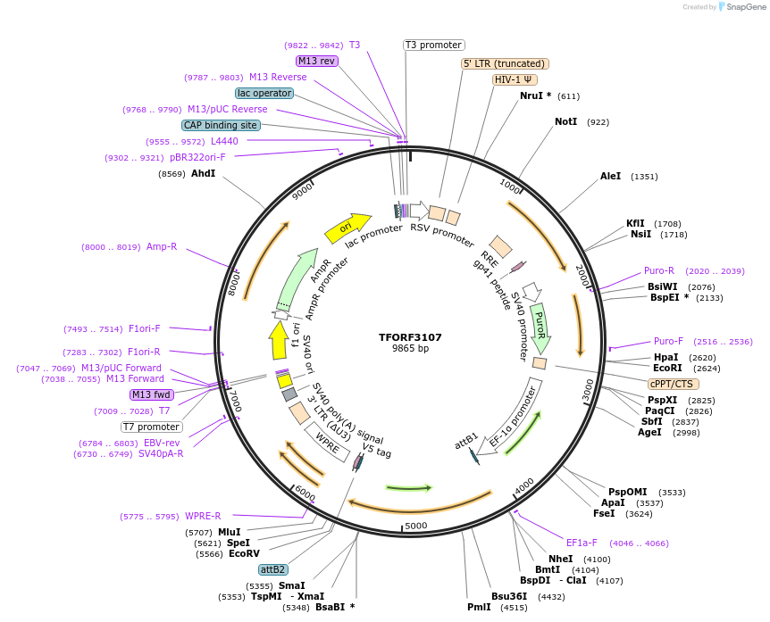 144583-plasmid-map-sequence-id-471169