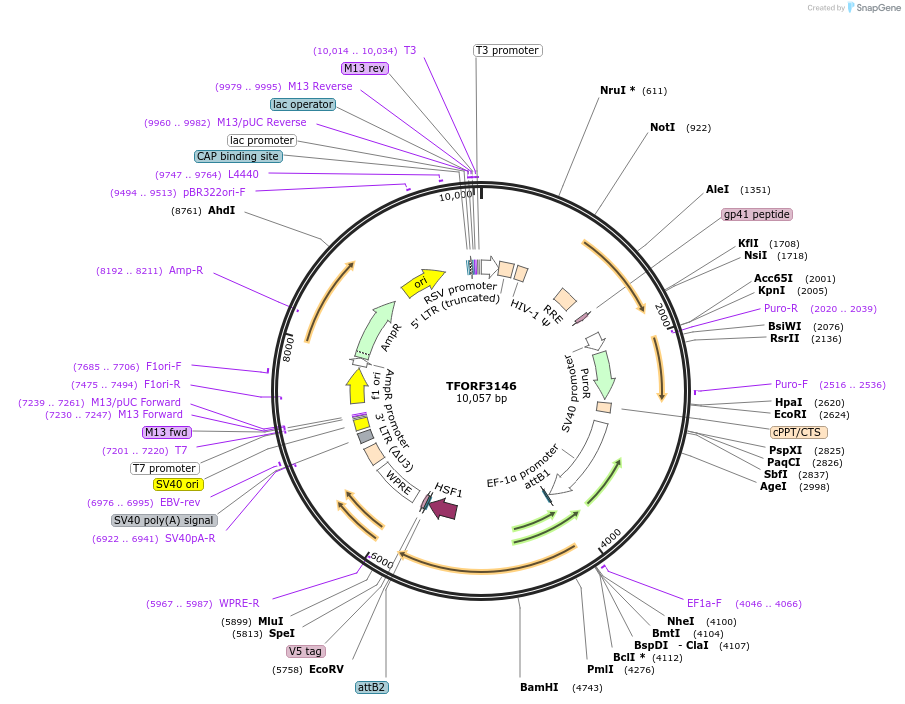 144622-plasmid-map-sequence-id-471171