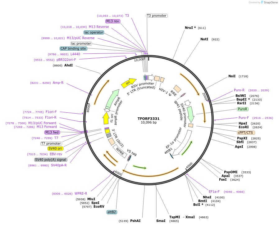 144807-plasmid-map-sequence-id-471173