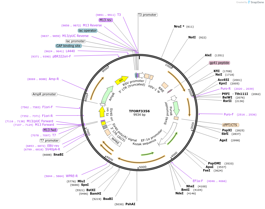 144832-plasmid-map-sequence-id-471176