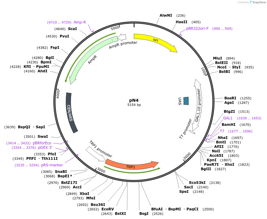 233521-plasmid-map-sequence-id-471179