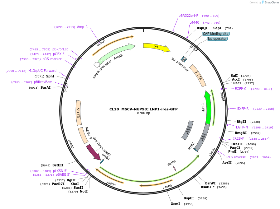 237494-plasmid-map-sequence-id-471181