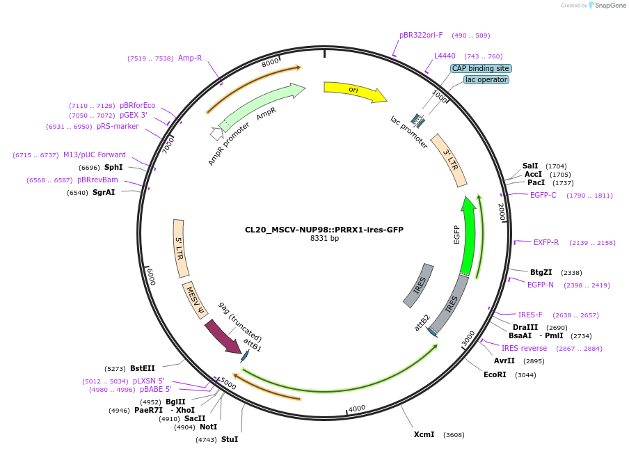 237492-plasmid-map-sequence-id-471182