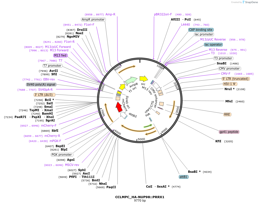 237493-plasmid-map-sequence-id-471183
