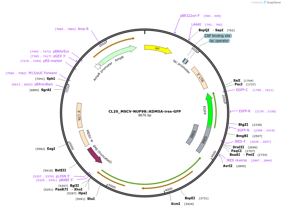 237489-plasmid-map-sequence-id-471184