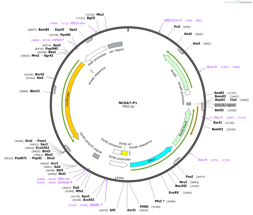 237834-plasmid-map-sequence-id-471185