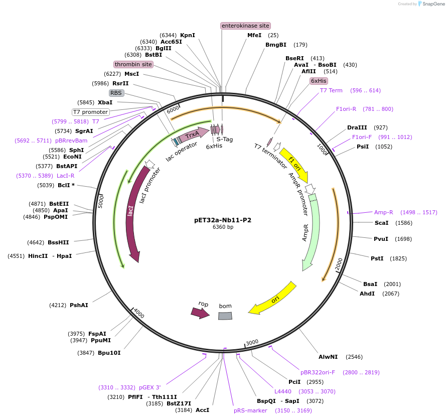 236499-plasmid-map-sequence-id-471202