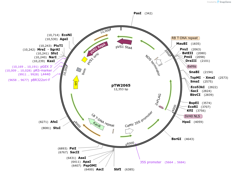 236574-plasmid-map-sequence-id-471203