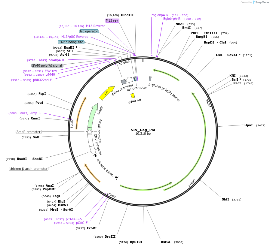 236243-plasmid-map-sequence-id-471207
