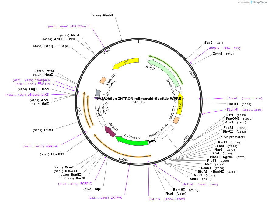 236228-plasmid-map-sequence-id-471210
