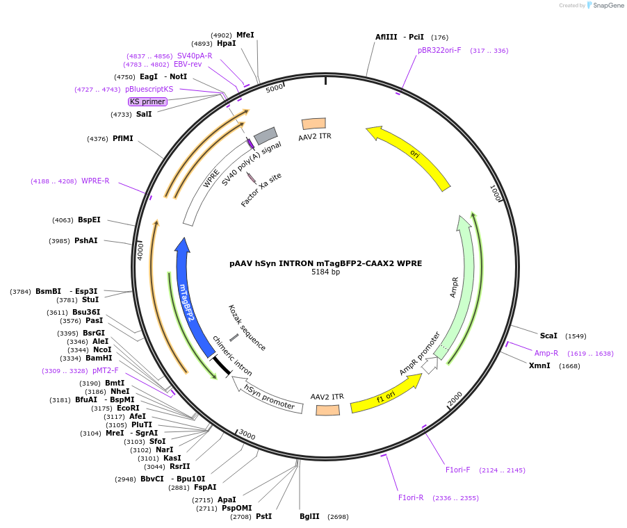 236231-plasmid-map-sequence-id-471212