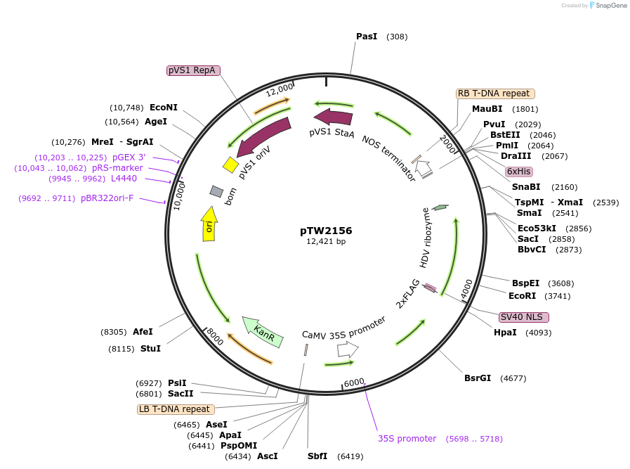 236580-plasmid-map-sequence-id-471219