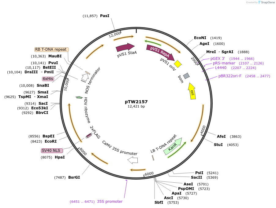 236581-plasmid-map-sequence-id-471220