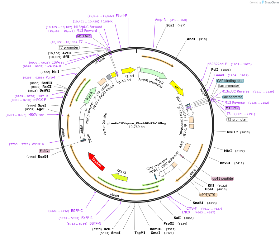 234868-plasmid-map-sequence-id-471231