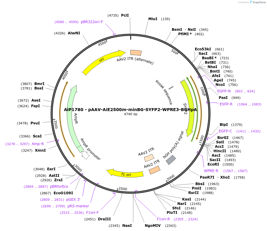 230713-plasmid-map-sequence-id-471232