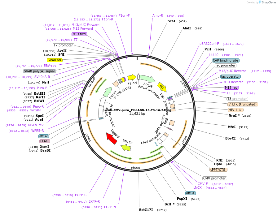 234869-plasmid-map-sequence-id-471233