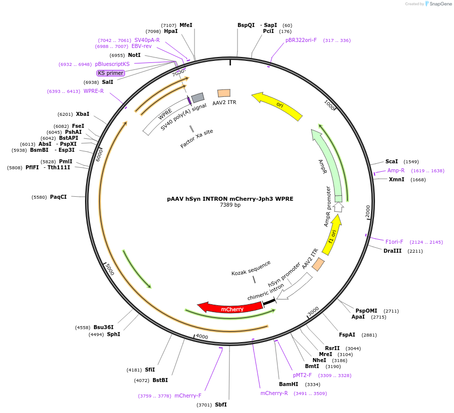 236237-plasmid-map-sequence-id-471241