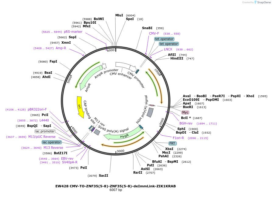 236141-plasmid-map-sequence-id-471244