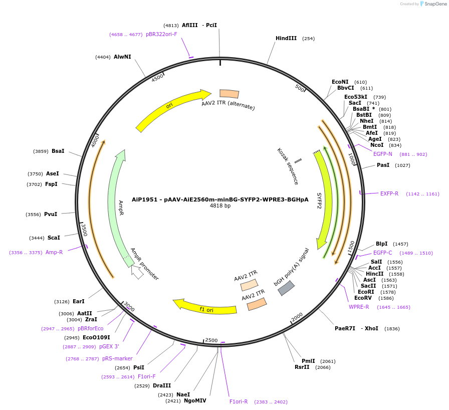 230745-plasmid-map-sequence-id-471248