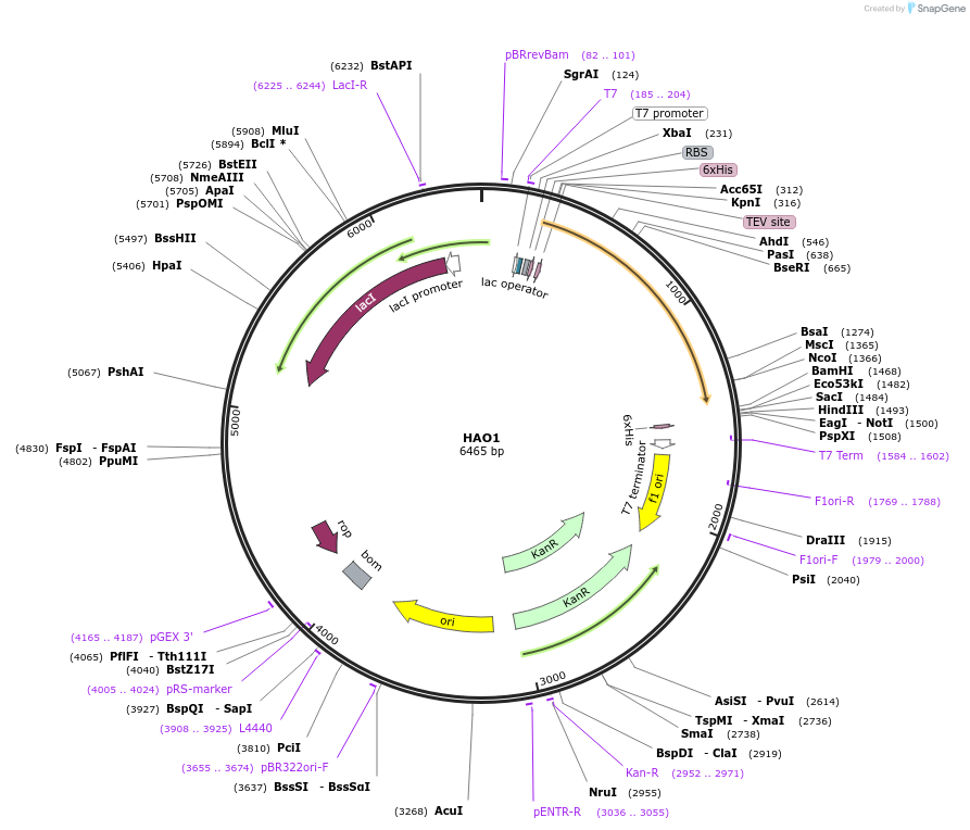 38970-plasmid-map-sequence-id-471362