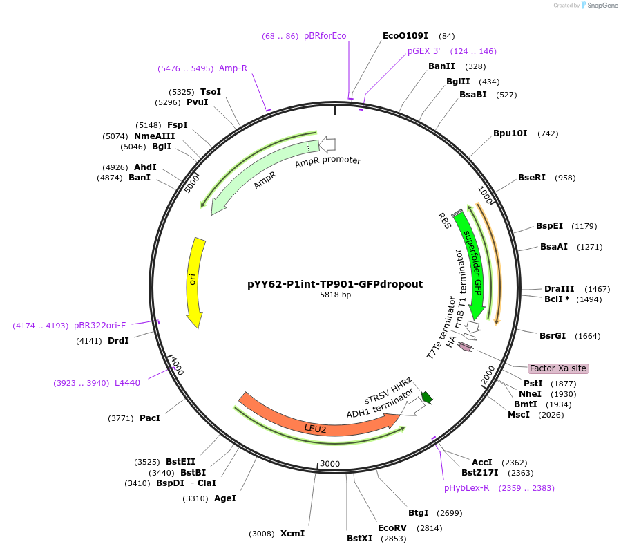235773-plasmid-map-sequence-id-471364