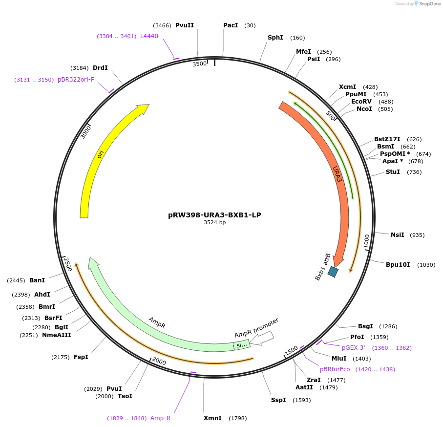235977-plasmid-map-sequence-id-471367