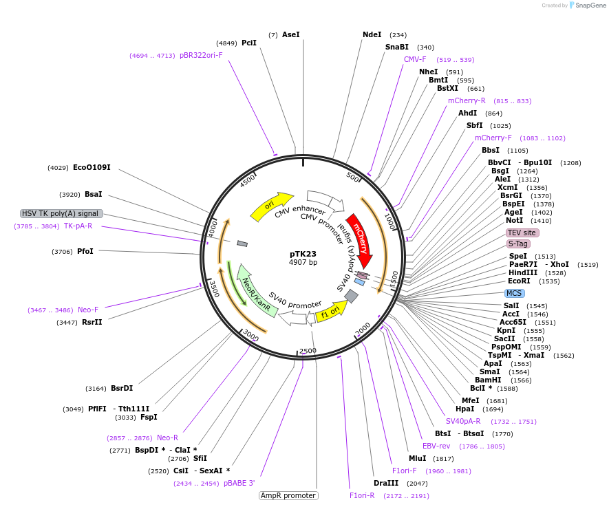 37405-plasmid-map-sequence-id-47140