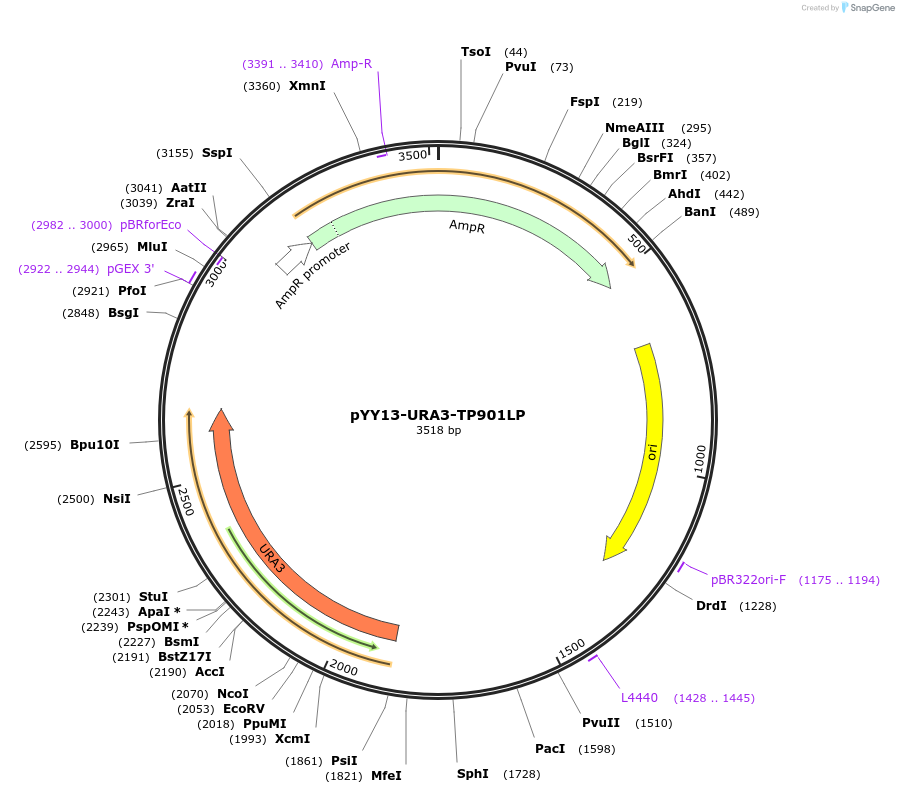 235772-plasmid-map-sequence-id-471411