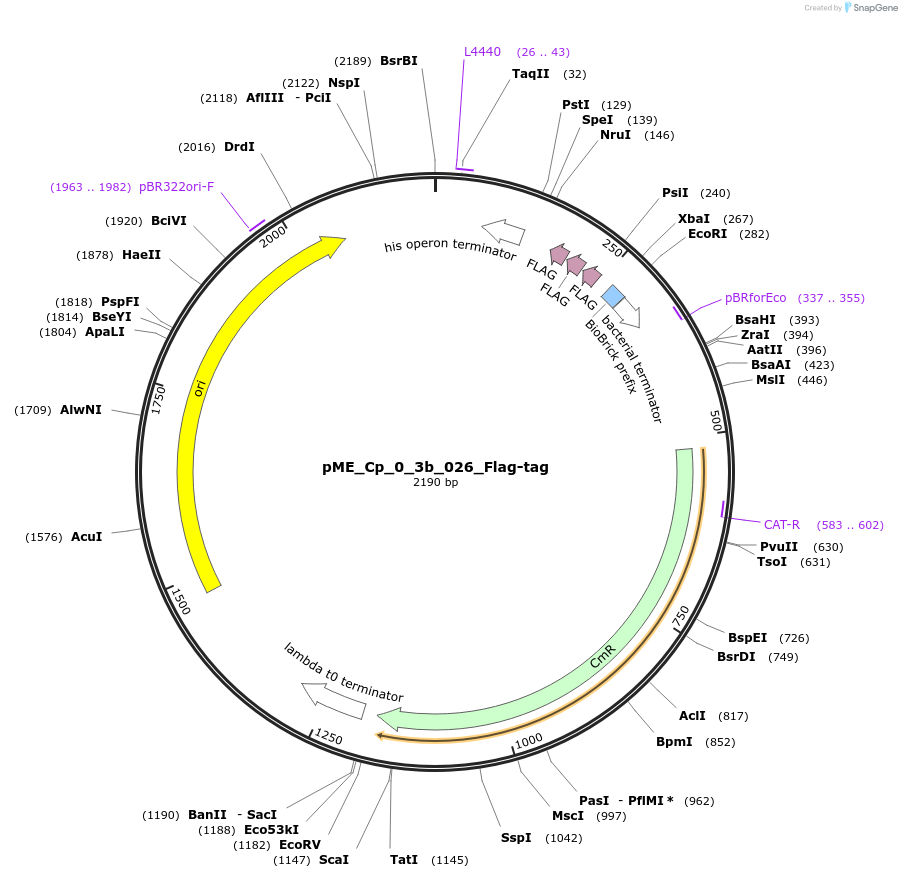 235879-plasmid-map-sequence-id-471472