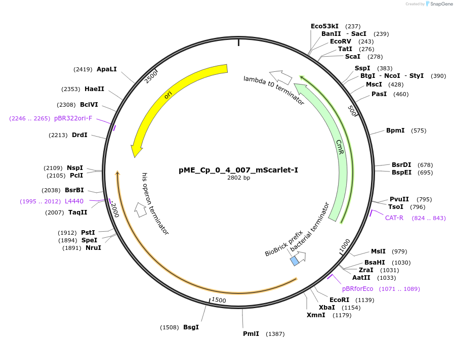 235894-plasmid-map-sequence-id-471480