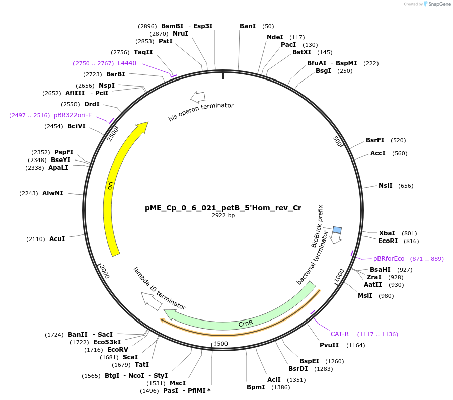 235946-plasmid-map-sequence-id-471516