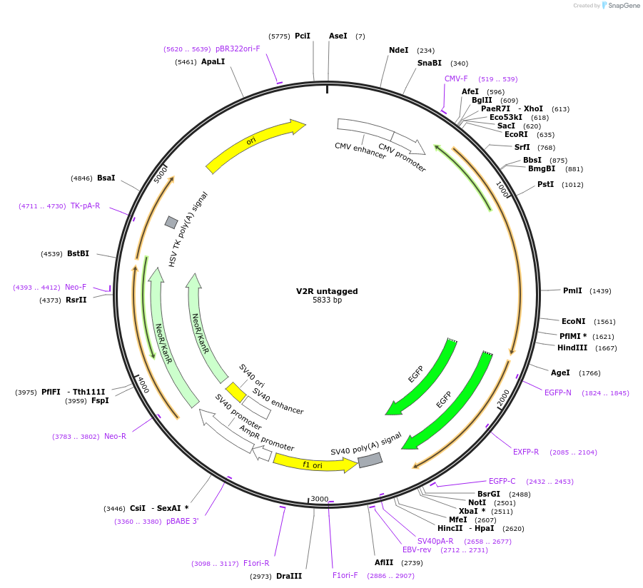 208911-plasmid-map-sequence-id-471545