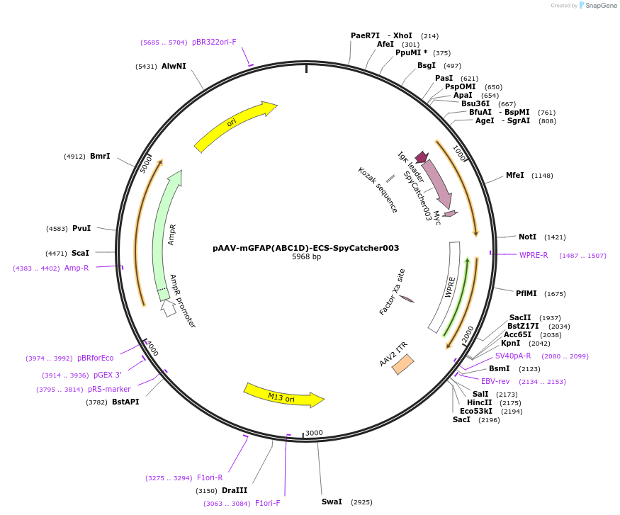 234545-plasmid-map-sequence-id-471546