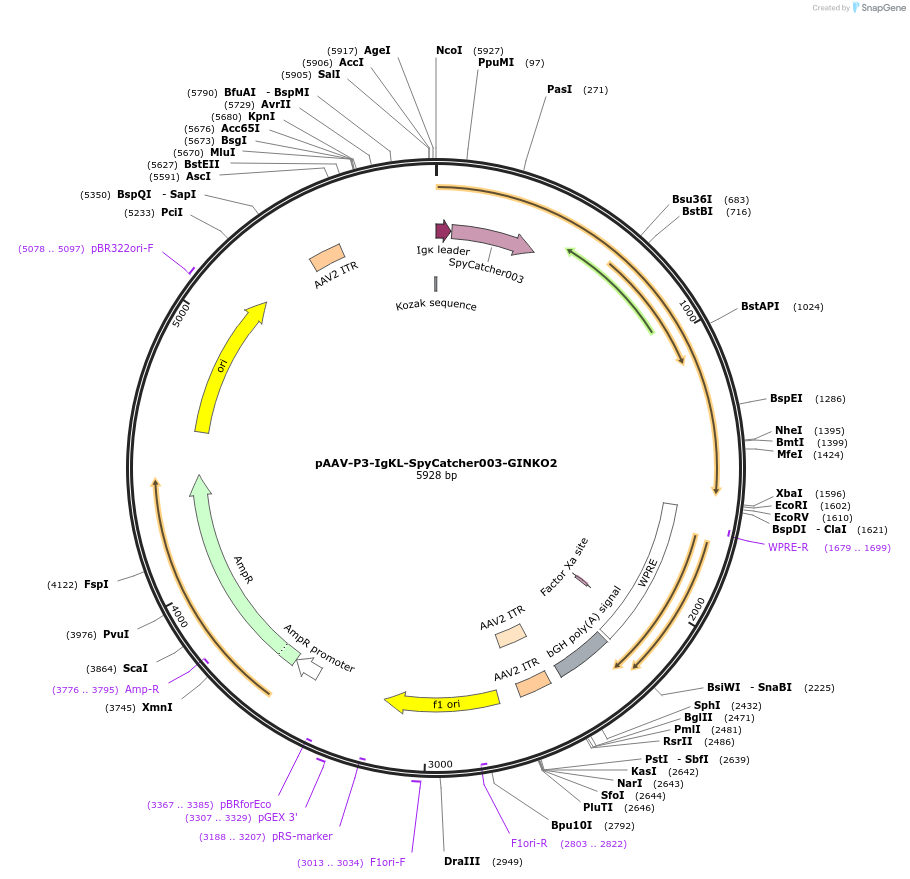 234544-plasmid-map-sequence-id-471548