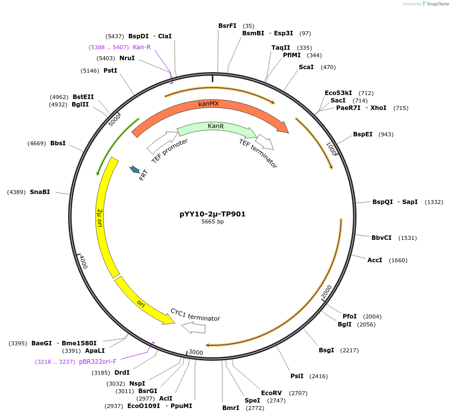 235771-plasmid-map-sequence-id-471571
