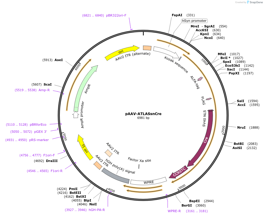 232351-plasmid-map-sequence-id-471577