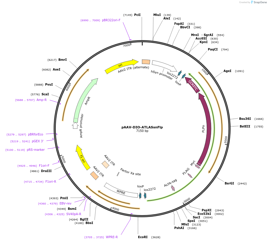 232352-plasmid-map-sequence-id-471581
