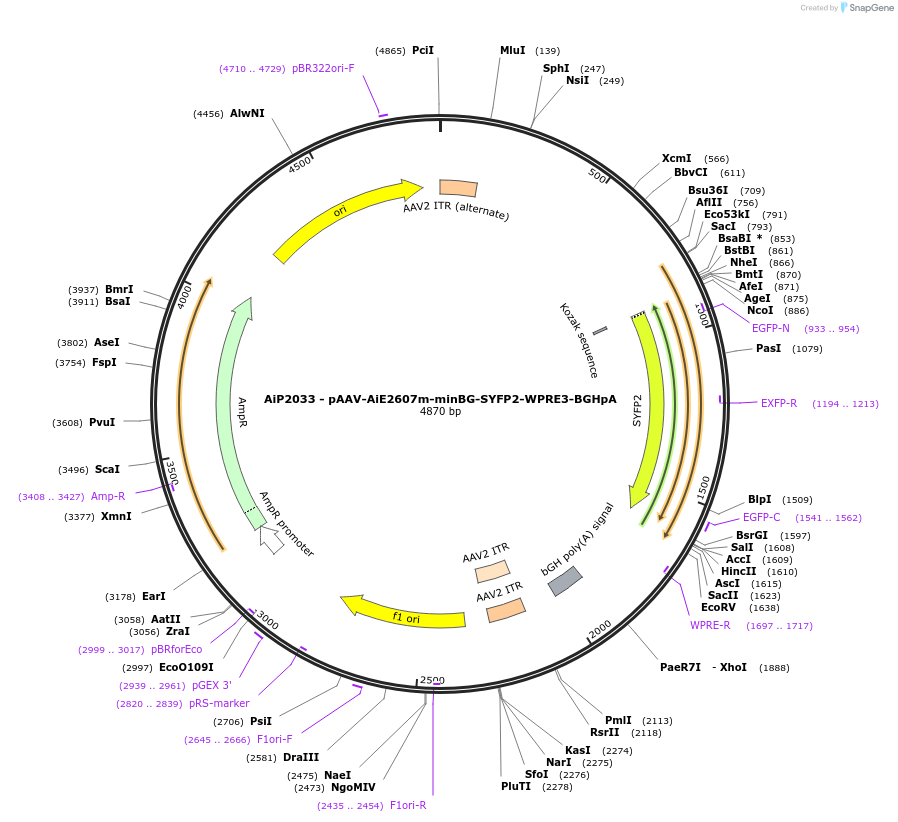 230757-plasmid-map-sequence-id-471599