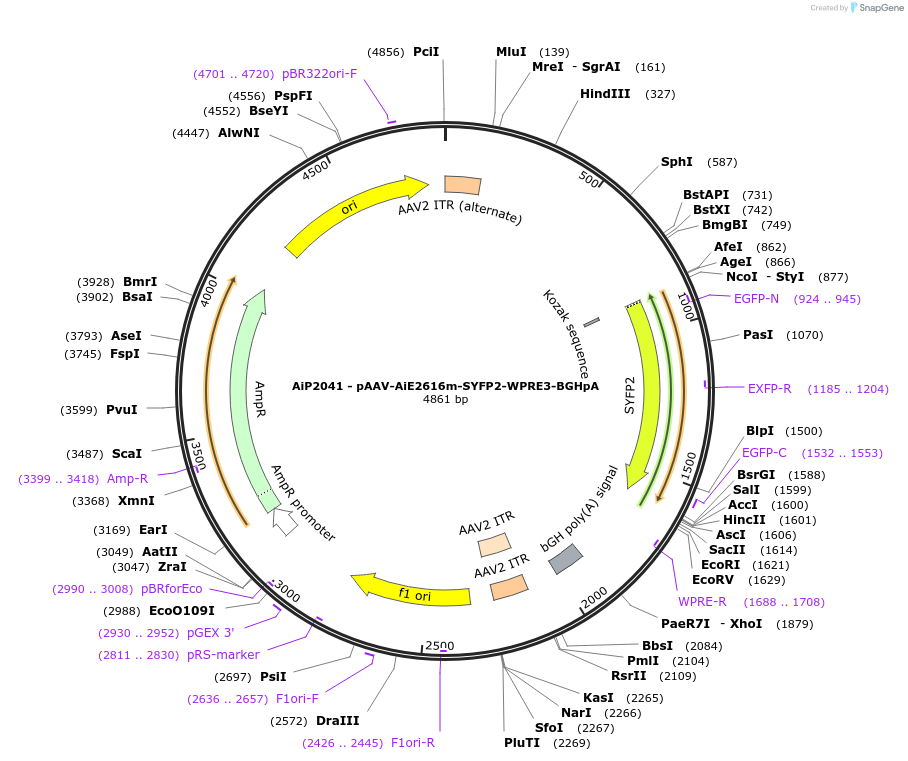 230760-plasmid-map-sequence-id-471600