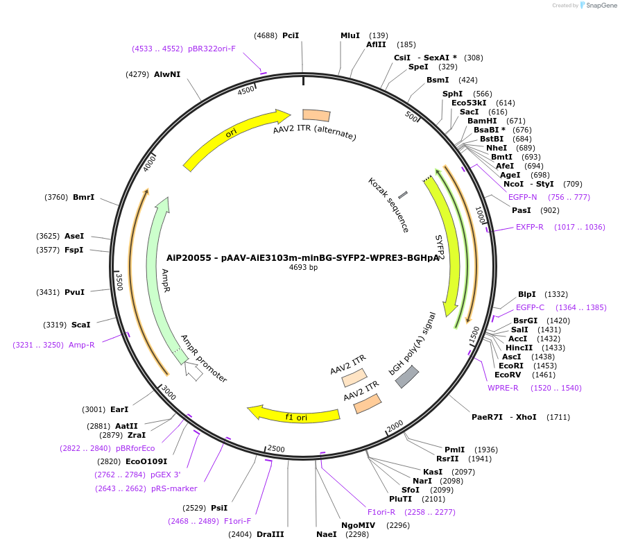 230785-plasmid-map-sequence-id-471604