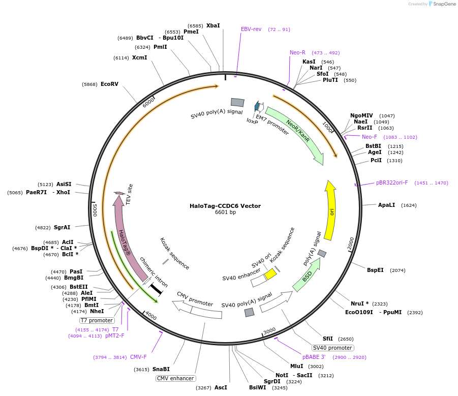 236993-plasmid-map-sequence-id-471652