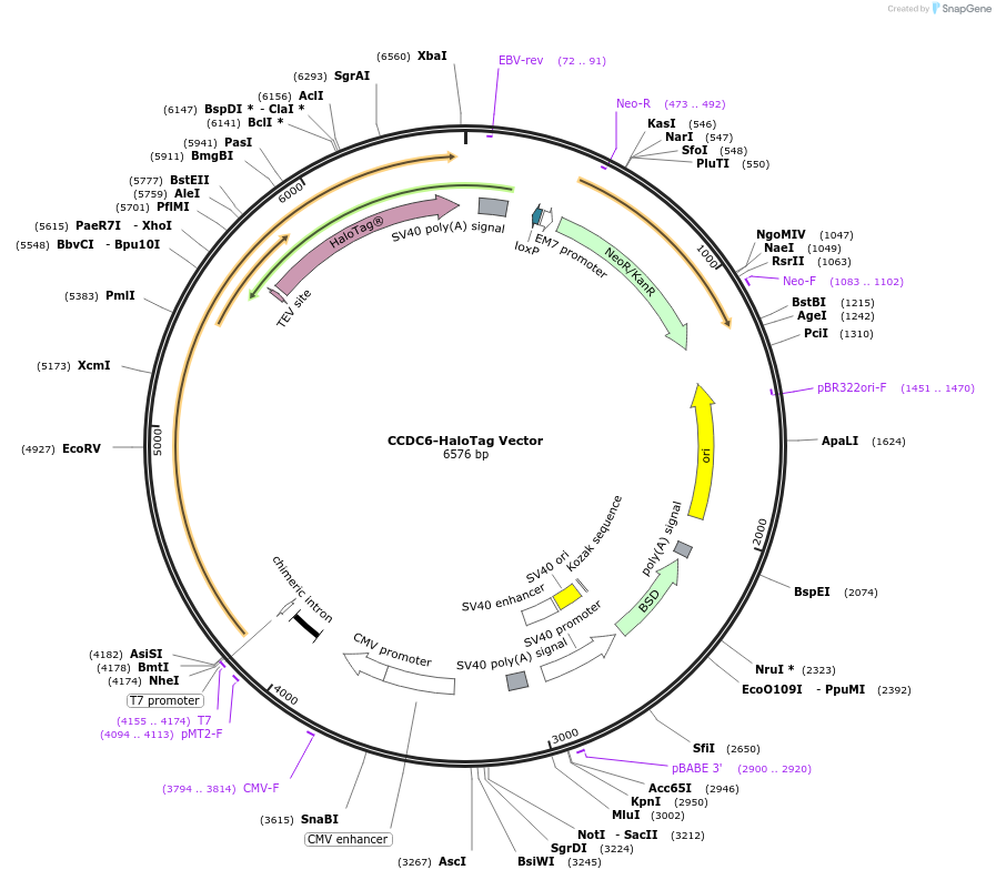 236994-plasmid-map-sequence-id-471655