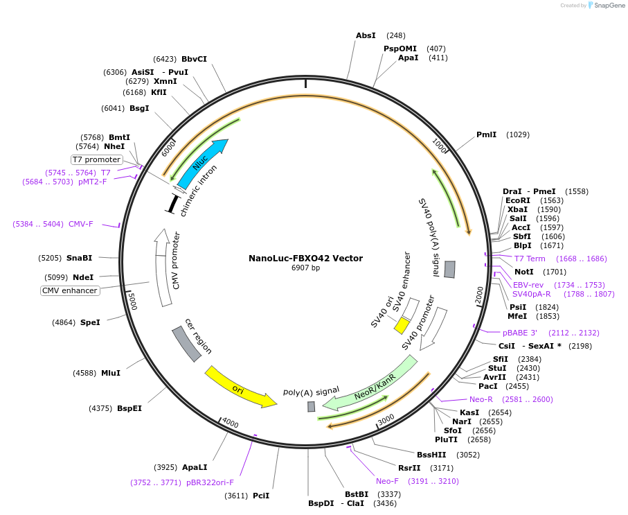 236995-plasmid-map-sequence-id-471658