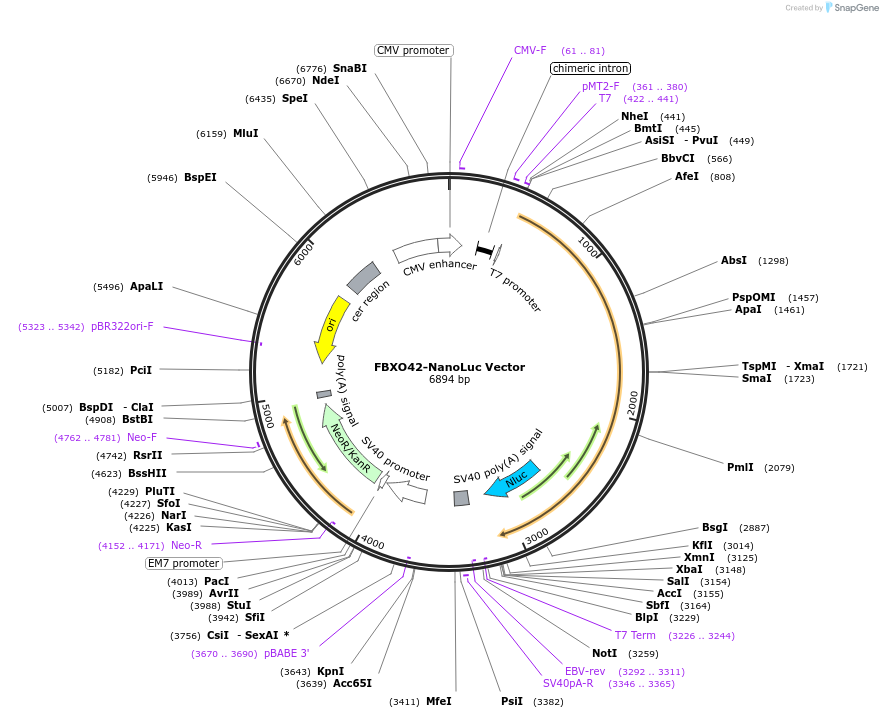 236996-plasmid-map-sequence-id-471659